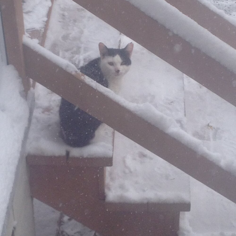 Stray work & Critter Pics! Just sharing XO. PLEASE Spay and Neuter your pets! - Picture 15 of 17
